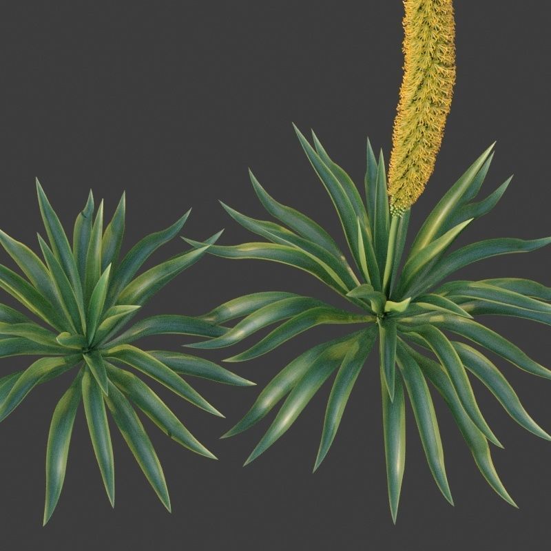 XfrogPlants Octopus Agave - Agave Vilmoriniana  3D model_3
