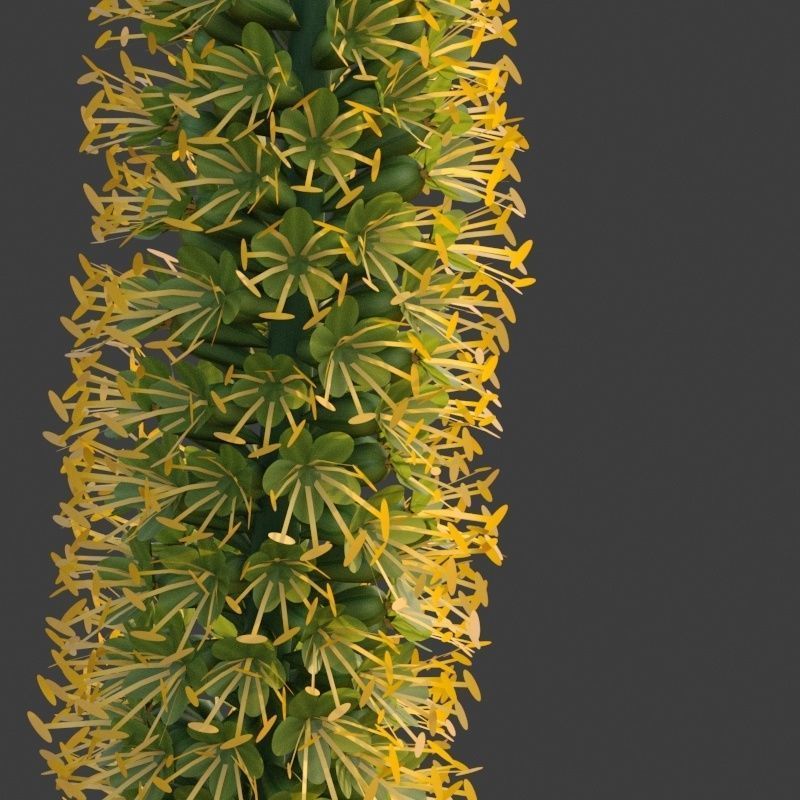 XfrogPlants Octopus Agave - Agave Vilmoriniana  3D model_5