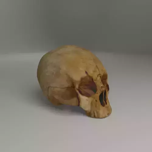 Old skull