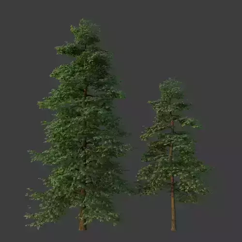 XfrogPlants Italian Alder - Alnus Cordata  3D model