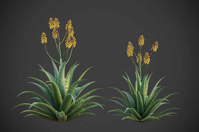 XfrogPlants Aloe Vera - Aloe Barbadensis  3D model