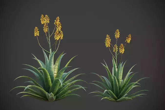 XfrogPlants Aloe Vera - Aloe Barbadensis  3D model