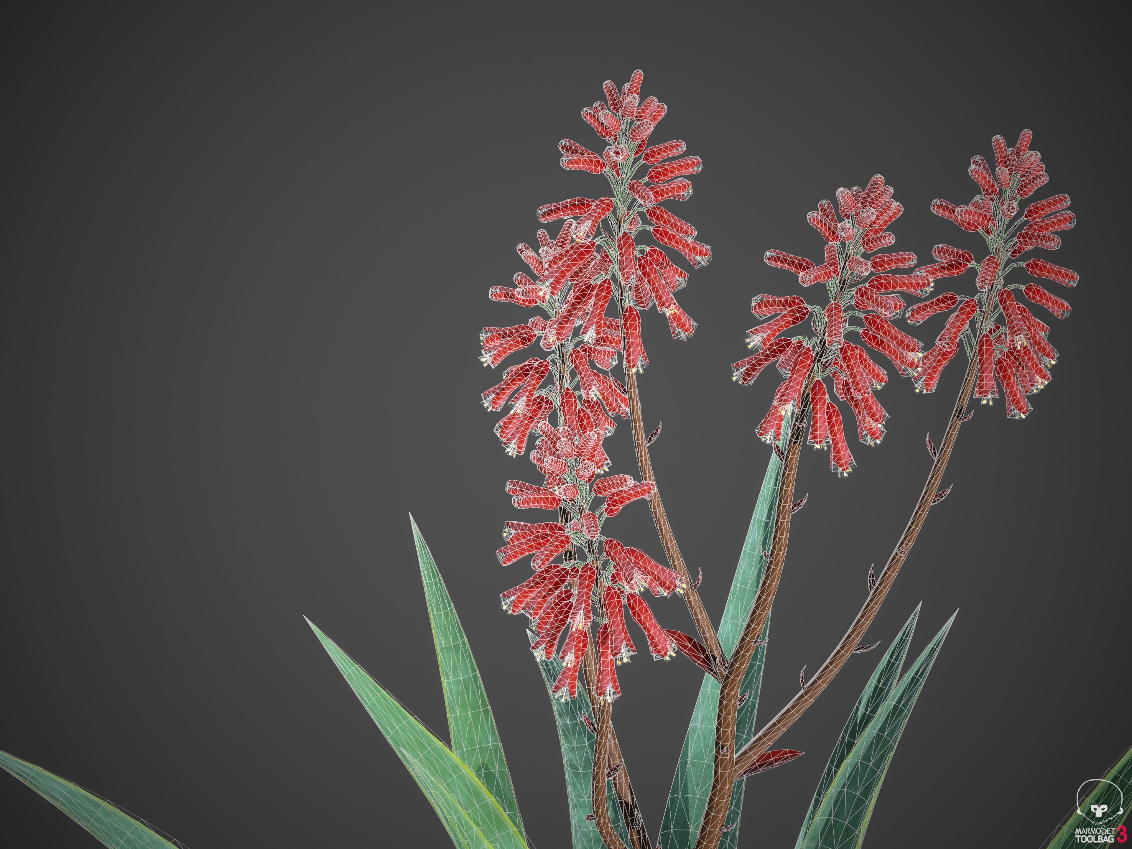 XfrogPlants Aloe Blue Elf - Aloe Monrovia  3D model_5