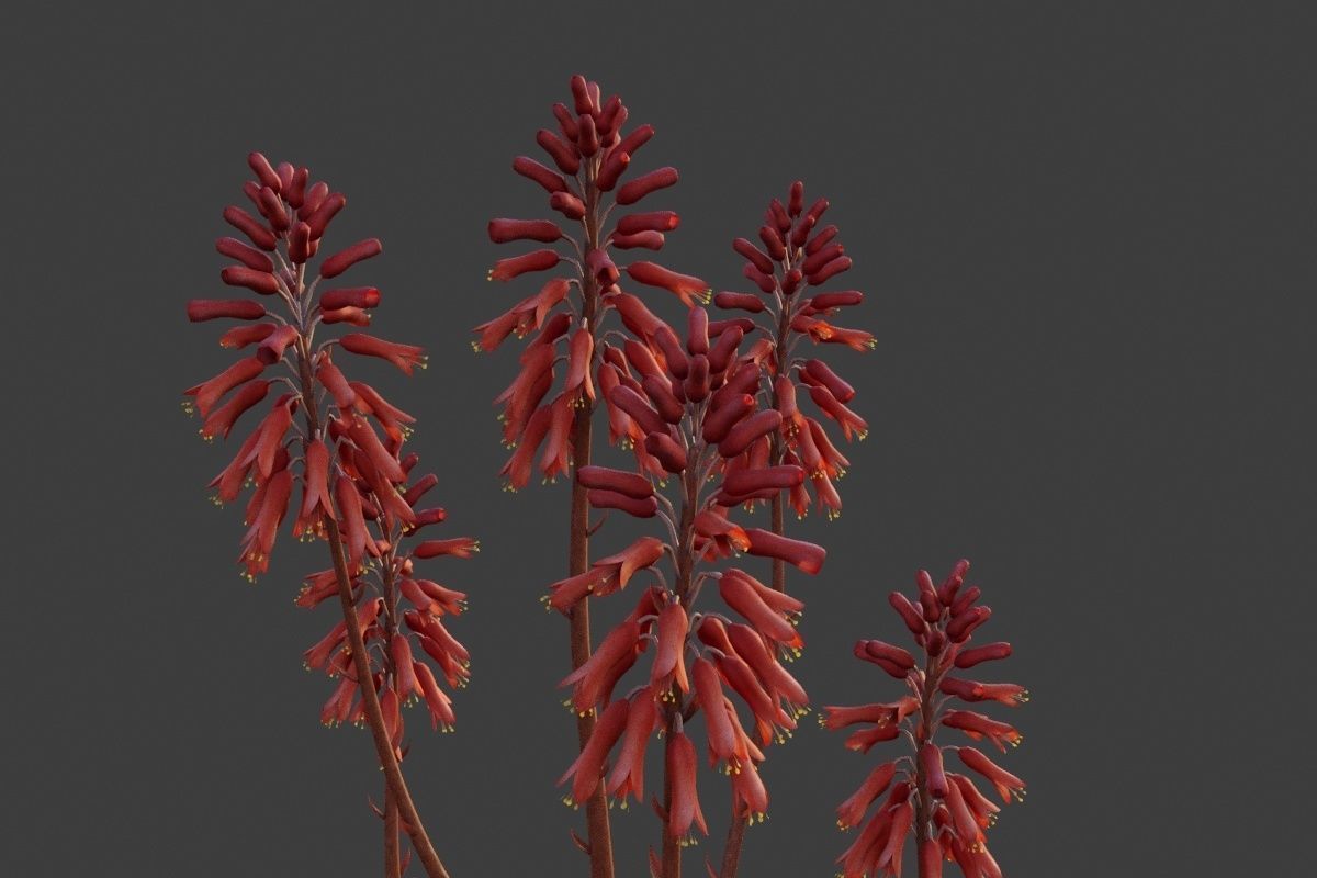 XfrogPlants Aloe Blue Elf - Aloe Monrovia  3D model_3