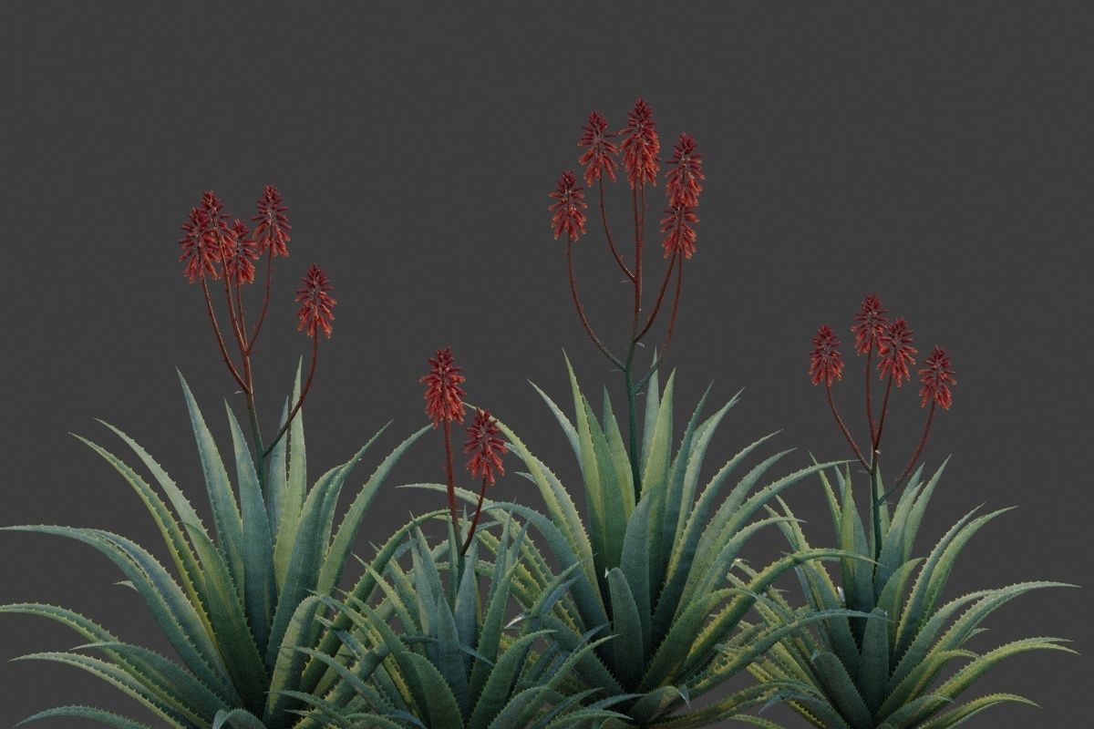 XfrogPlants Aloe Blue Elf - Aloe Monrovia  3D model_2