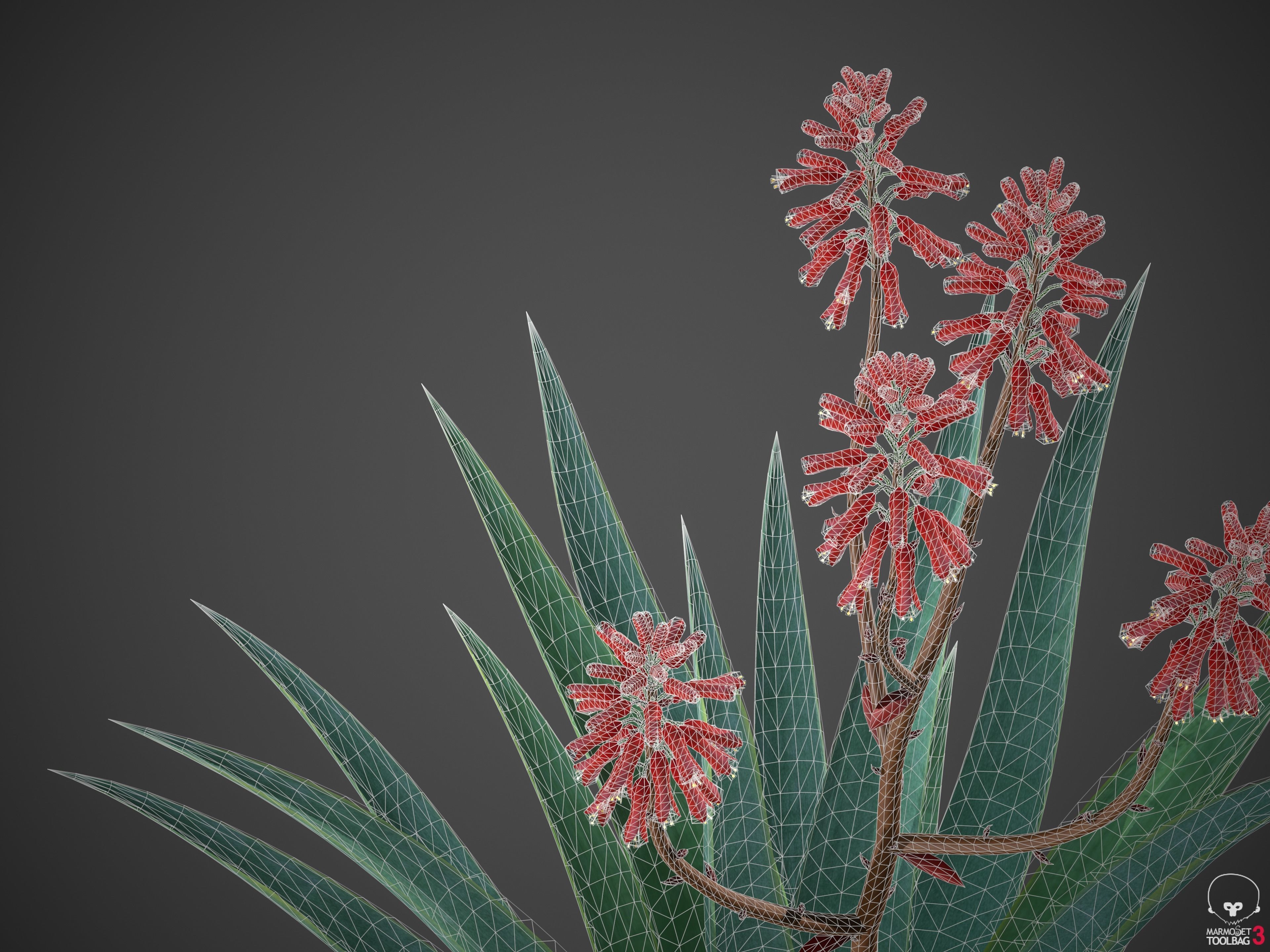 XfrogPlants Aloe Blue Elf - Aloe Monrovia  3D model_6