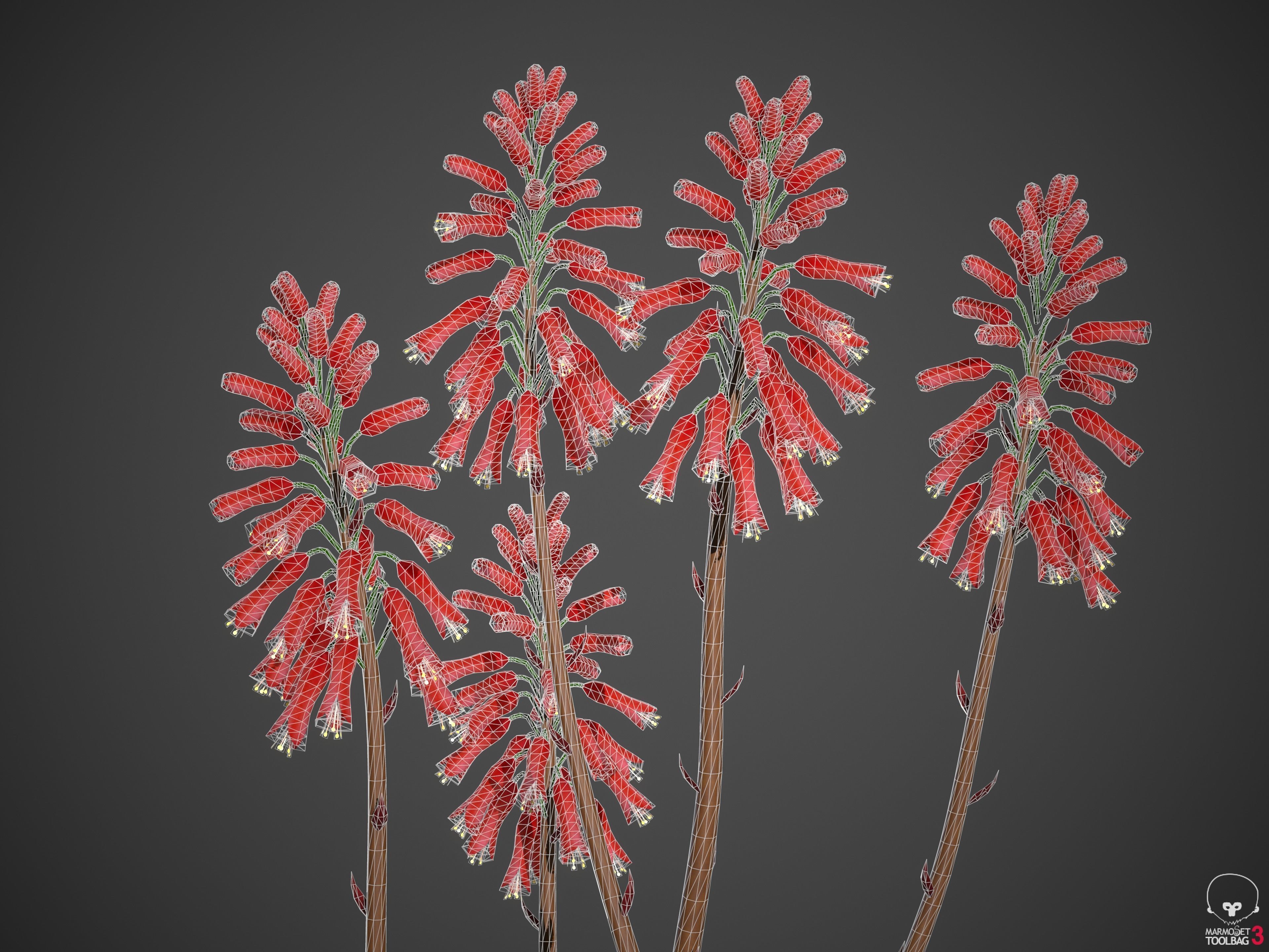 XfrogPlants Aloe Blue Elf - Aloe Monrovia  3D model_7
