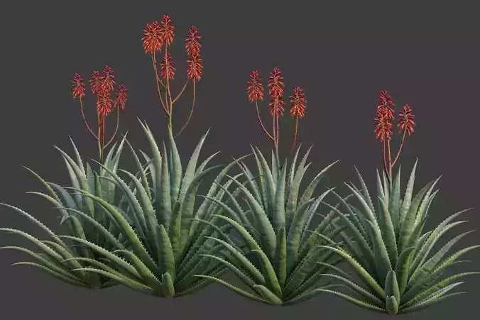 XfrogPlants Aloe Blue Elf - Aloe Monrovia  3D model