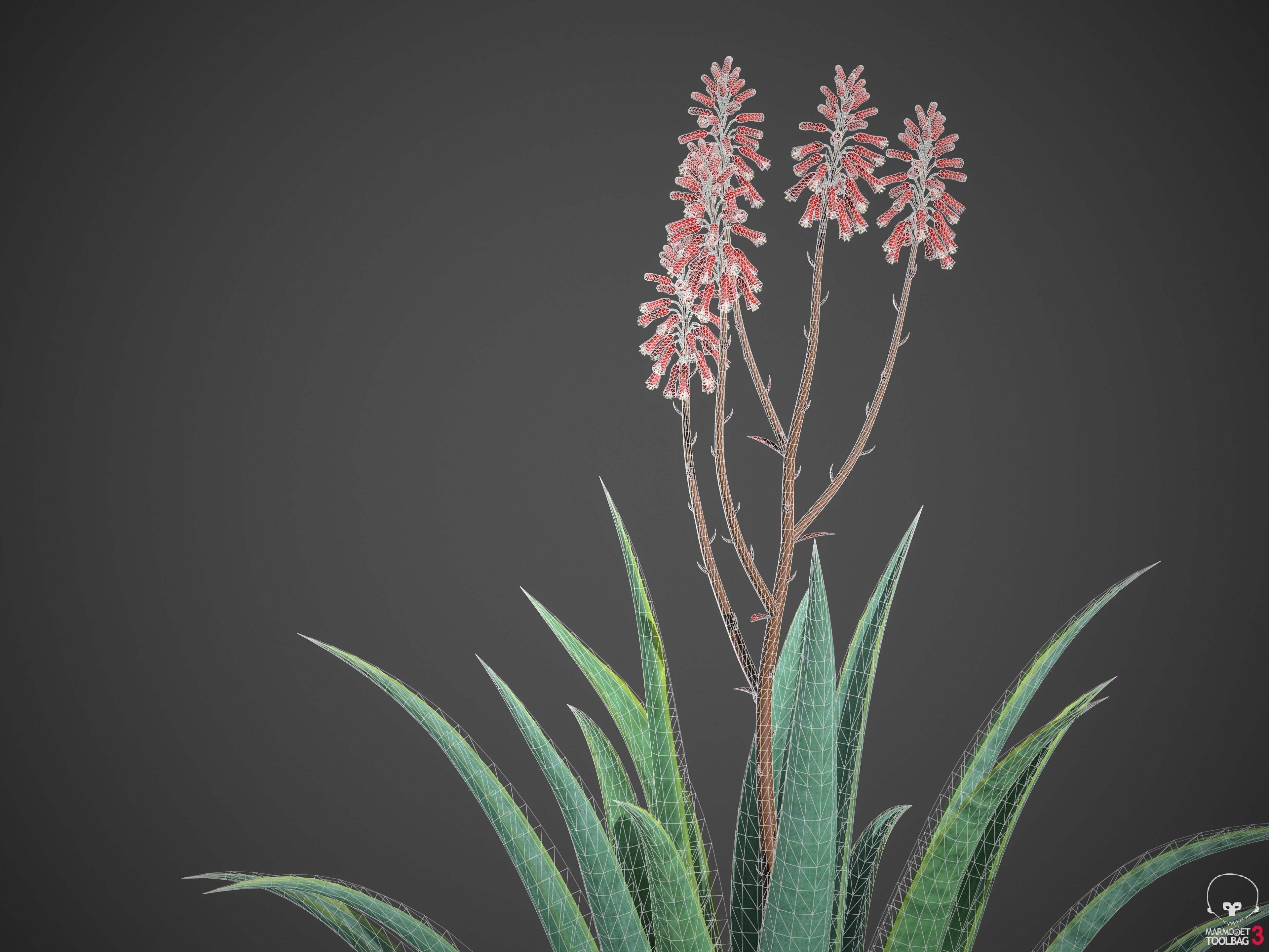 XfrogPlants Aloe Blue Elf - Aloe Monrovia  3D model_4
