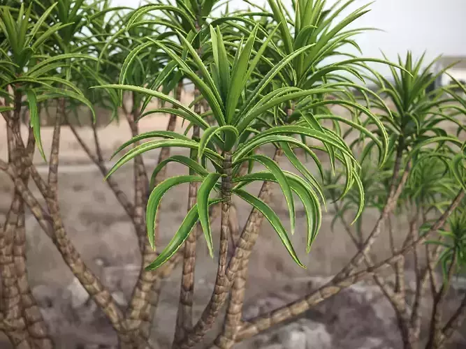 XfrogPlants Tree Aloe - Aloe Barbera  3D model