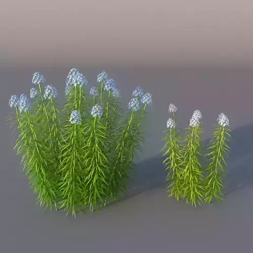 XfrogPlants Narrowleaf Bluestar - Amsonia Hubrichtii  3D model
