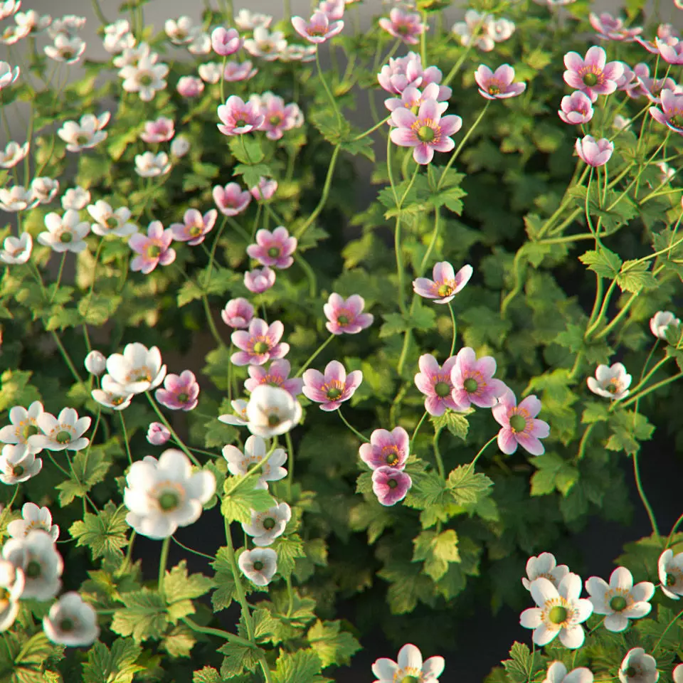 XfrogPlants Anemone Hybrida Free 3D model_0