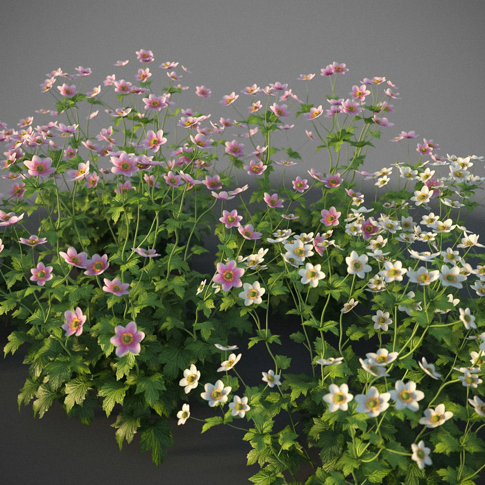 XfrogPlants Anemone Hybrida Free 3D model_7