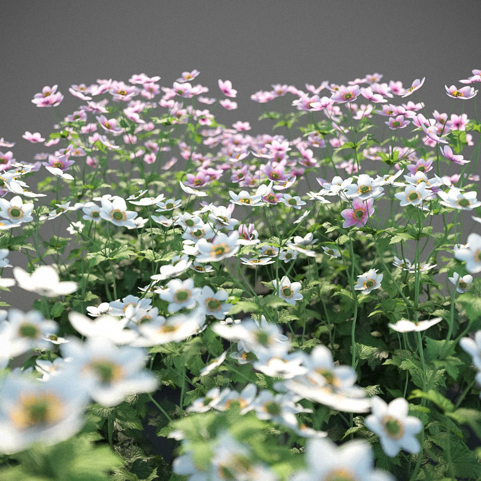 XfrogPlants Anemone Hybrida Free 3D model_2