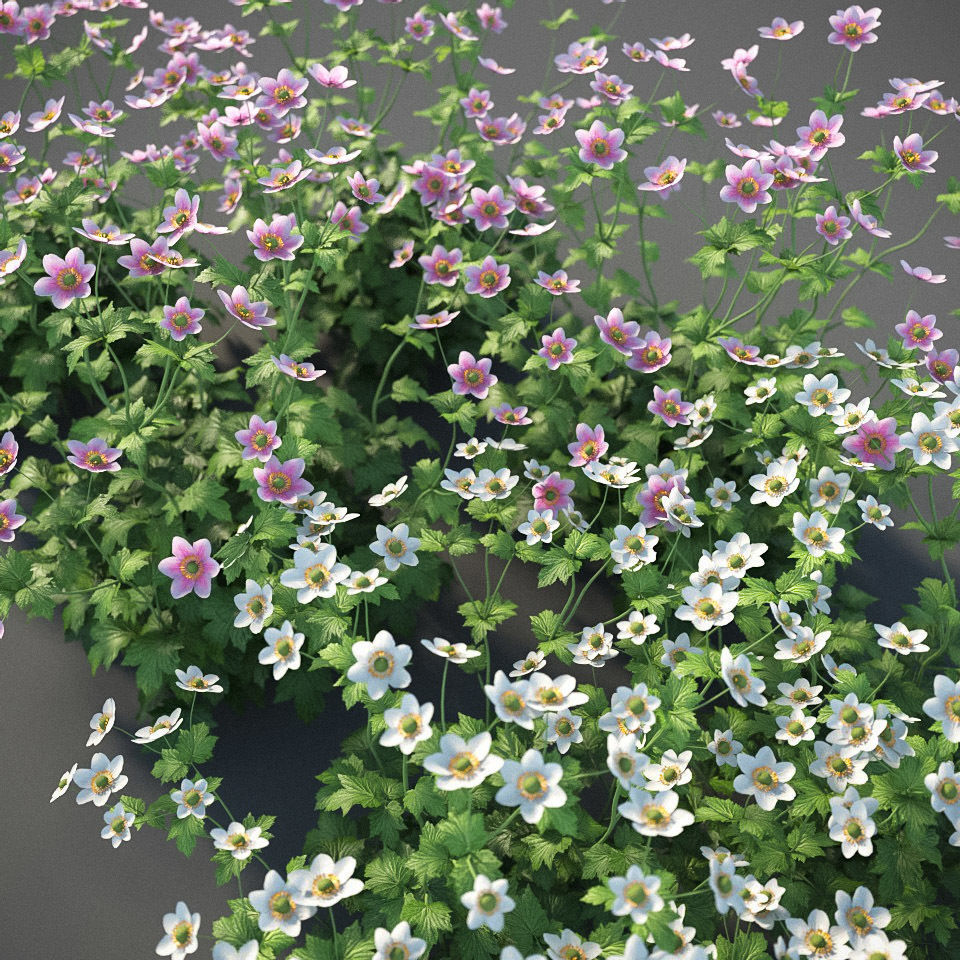 XfrogPlants Anemone Hybrida Free 3D model_3