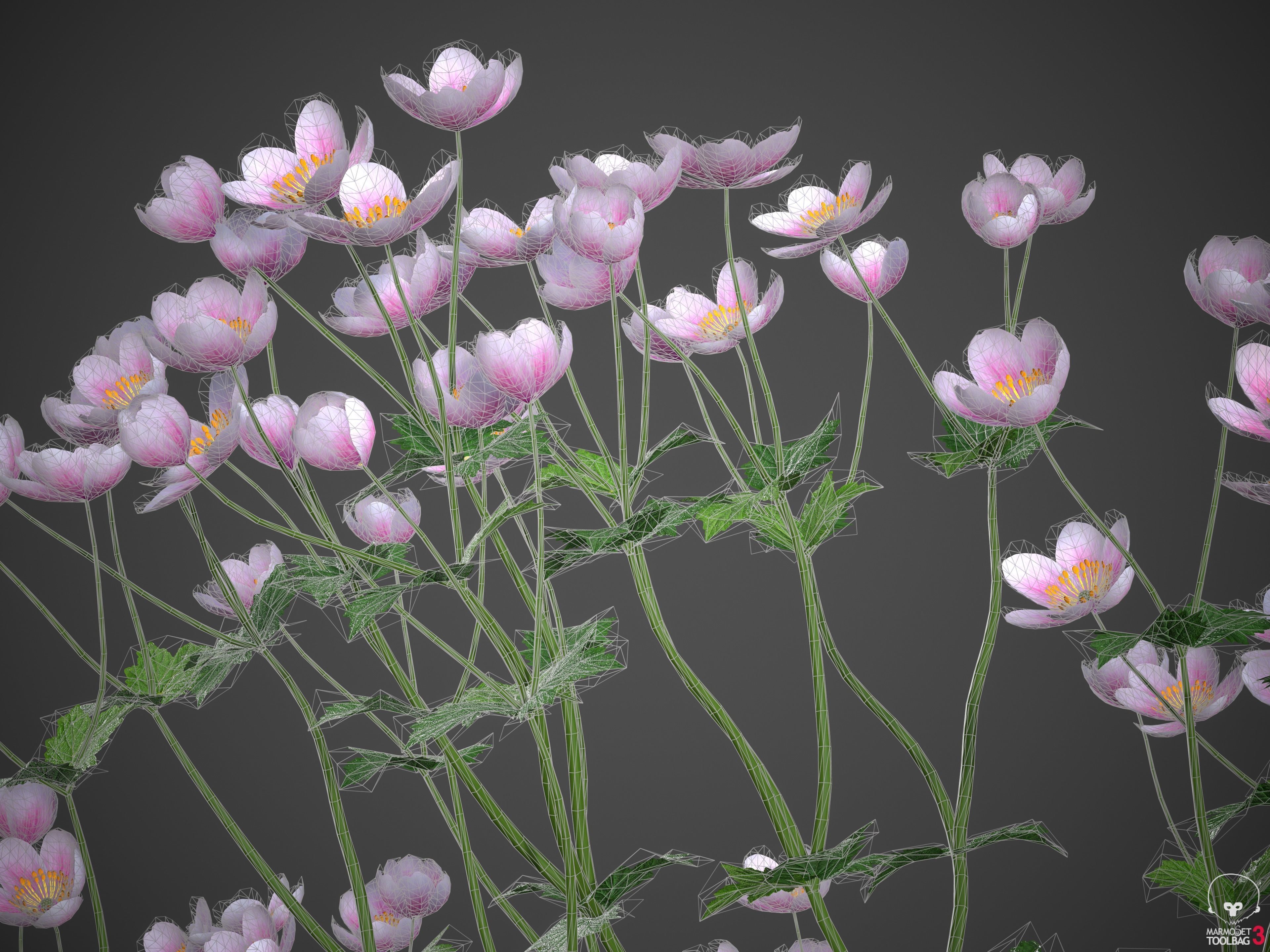 XfrogPlants Anemone Hybrida Free 3D model_11
