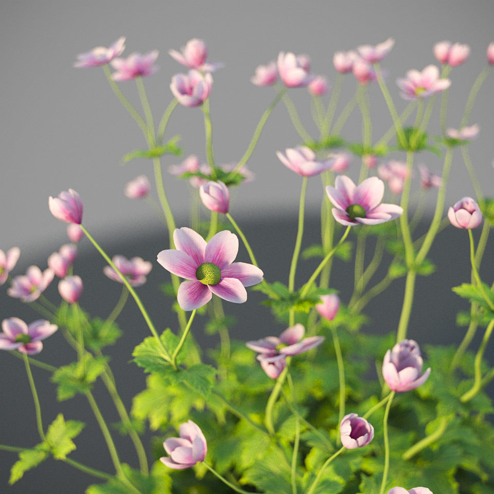 XfrogPlants Anemone Hybrida Free 3D model_9