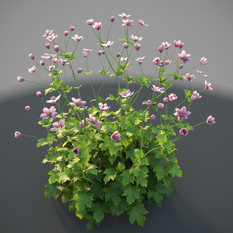 XfrogPlants Anemone Hybrida Free 3D model_8