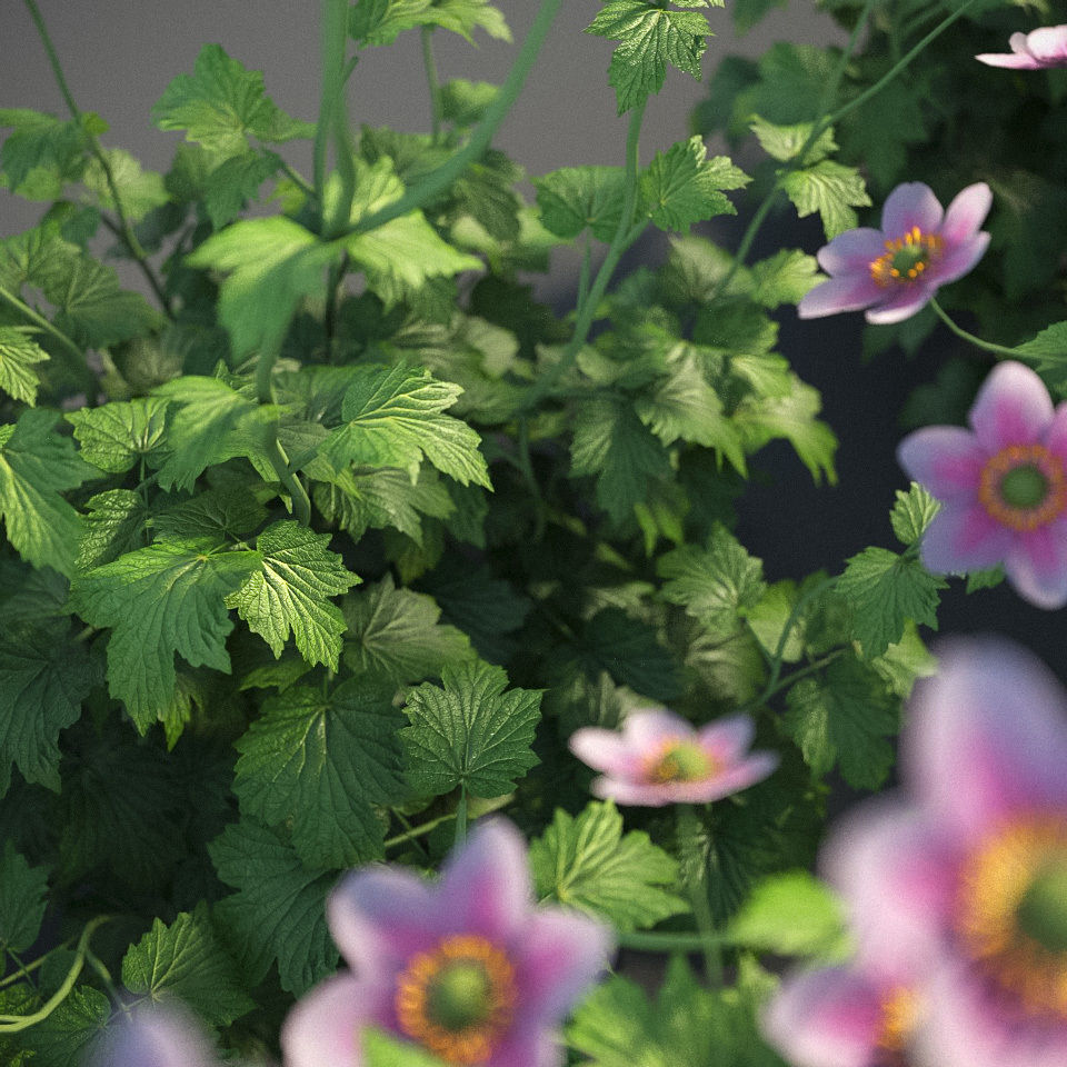 XfrogPlants Anemone Hybrida Free 3D model_6