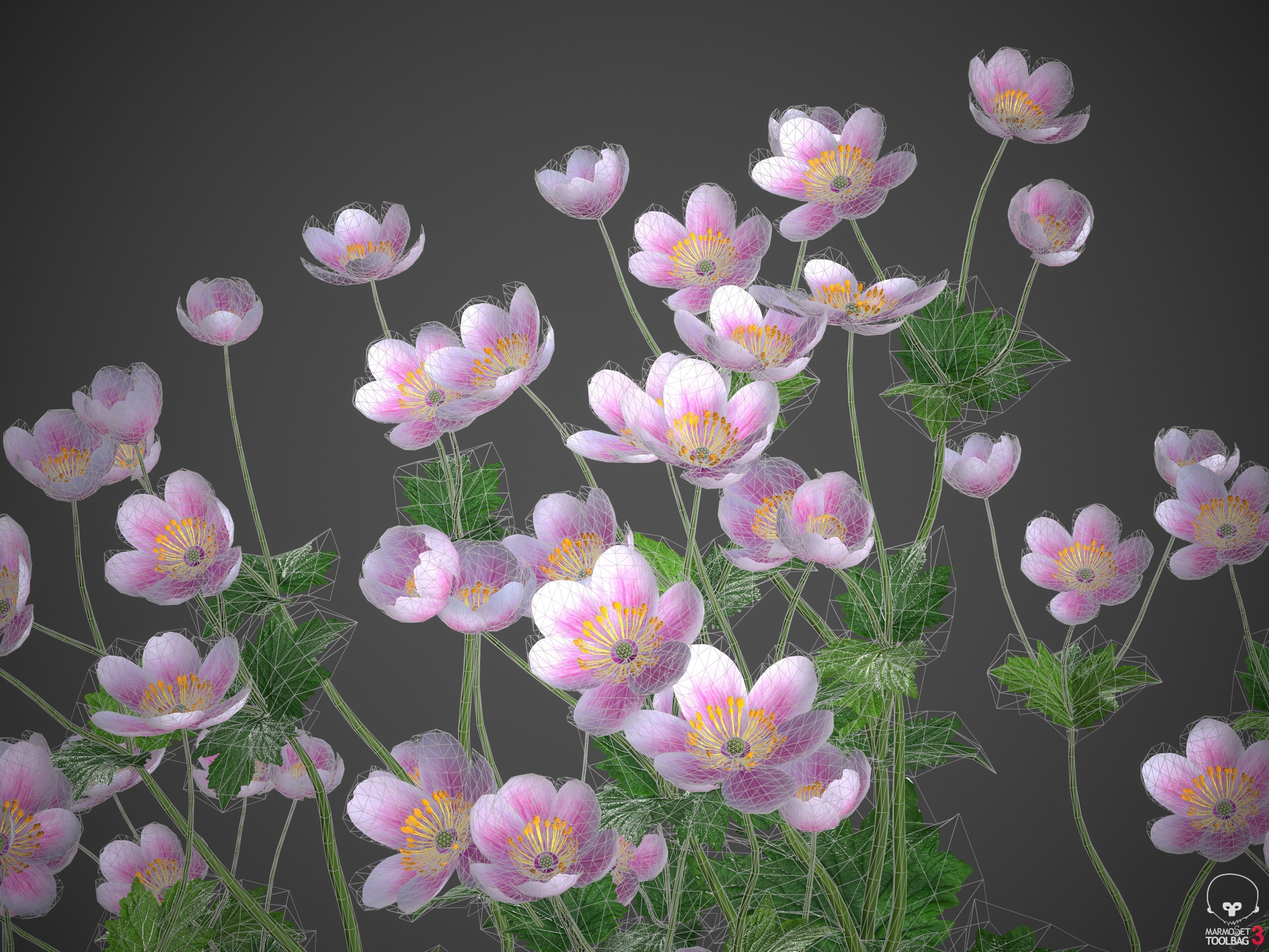 XfrogPlants Anemone Hybrida Free 3D model_10