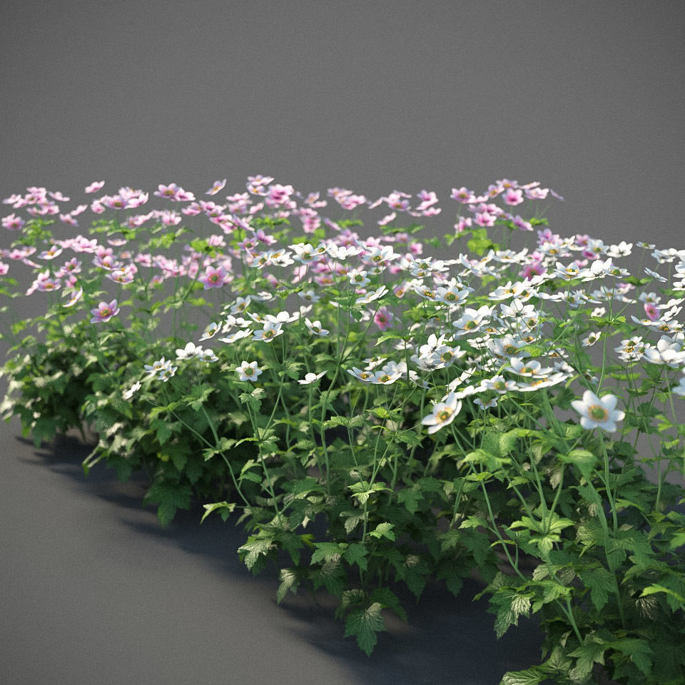 XfrogPlants Anemone Hybrida Free 3D model_1