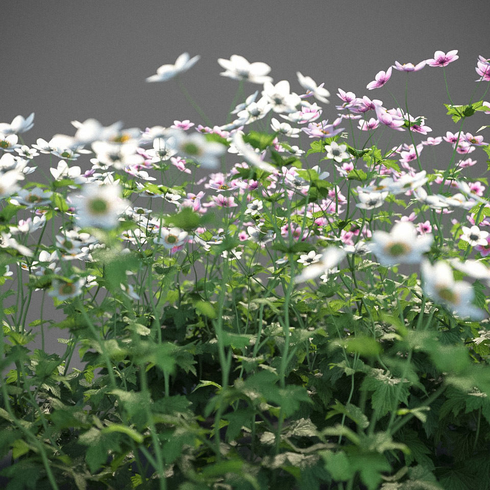 XfrogPlants Anemone Hybrida Free 3D model_4