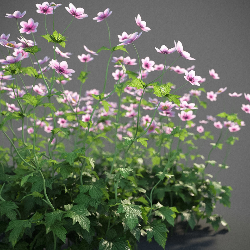 XfrogPlants Anemone Hybrida Free 3D model_5