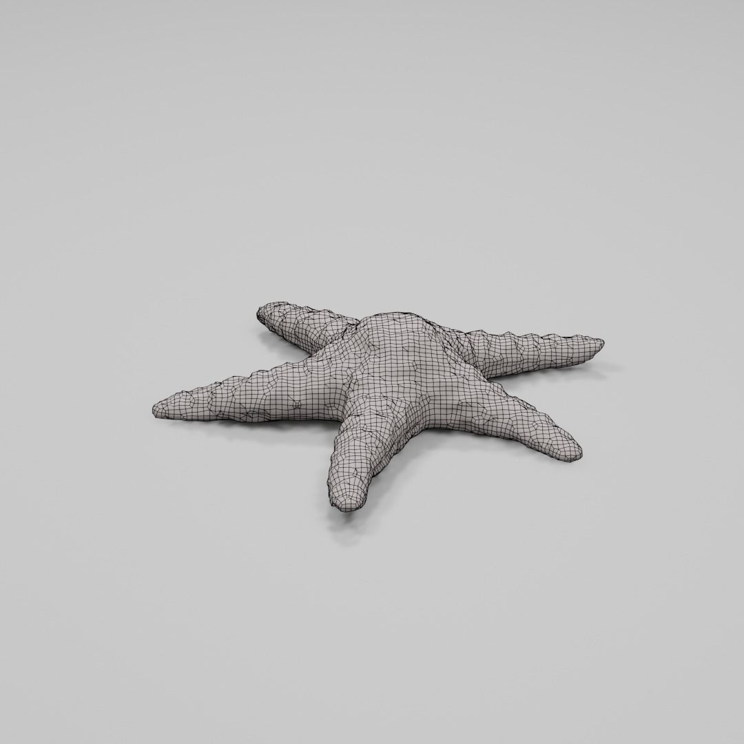 Dry decorative photoscanned Starfish Low-poly 3D model_6