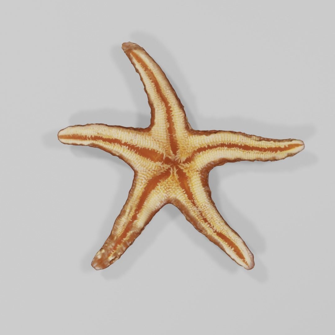 Dry decorative photoscanned Starfish Low-poly 3D model_5