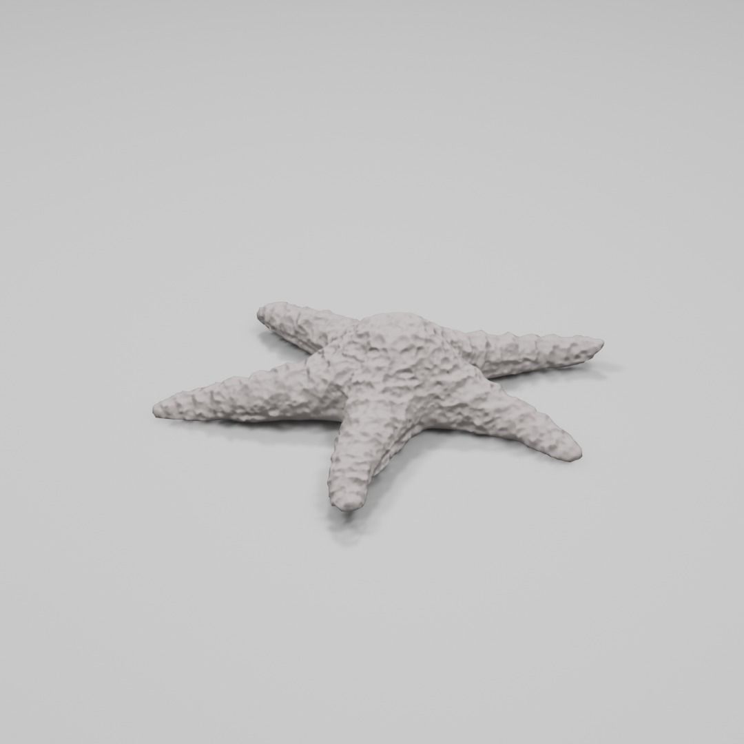Dry decorative photoscanned Starfish Low-poly 3D model_7