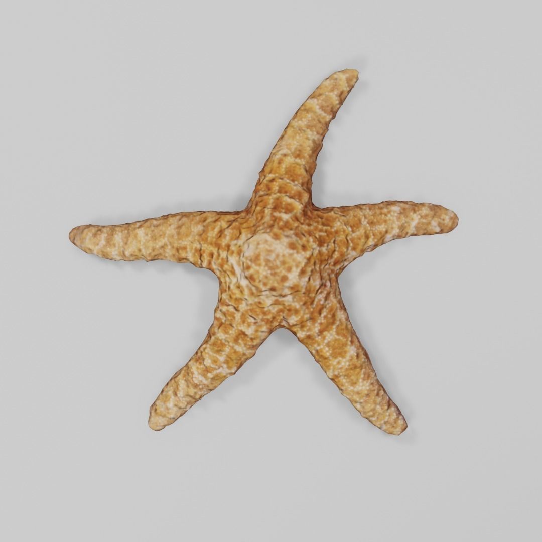 Dry decorative photoscanned Starfish Low-poly 3D model_2