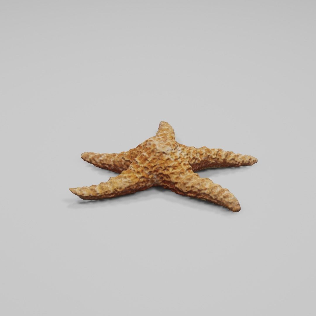 Dry decorative photoscanned Starfish Low-poly 3D model_4