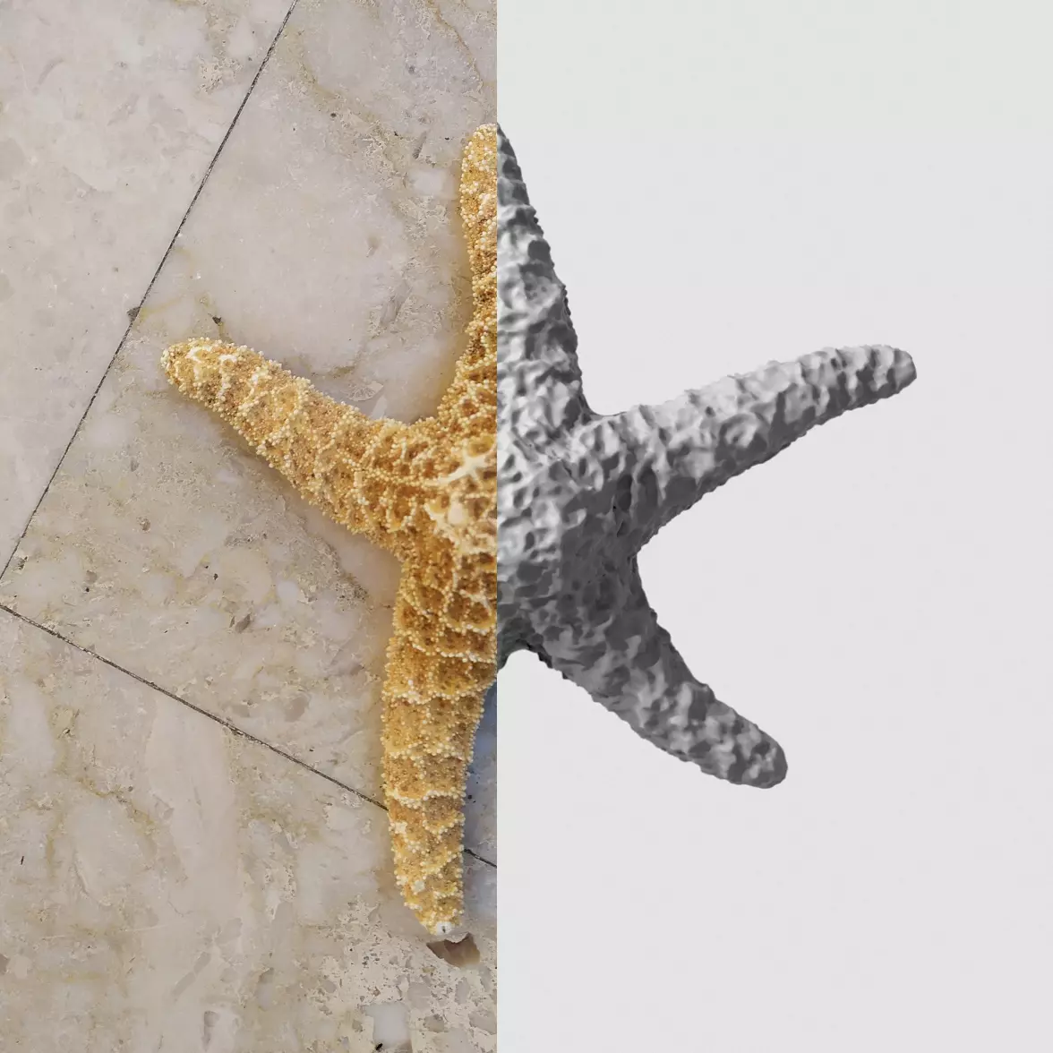 Dry decorative photoscanned Starfish Low-poly 3D model_0