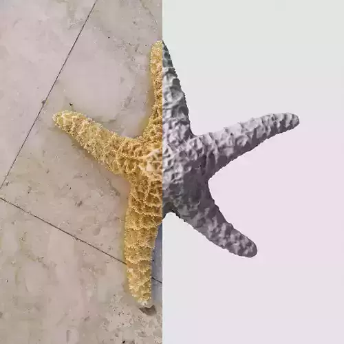 Dry decorative photoscanned Starfish Low-poly 3D model