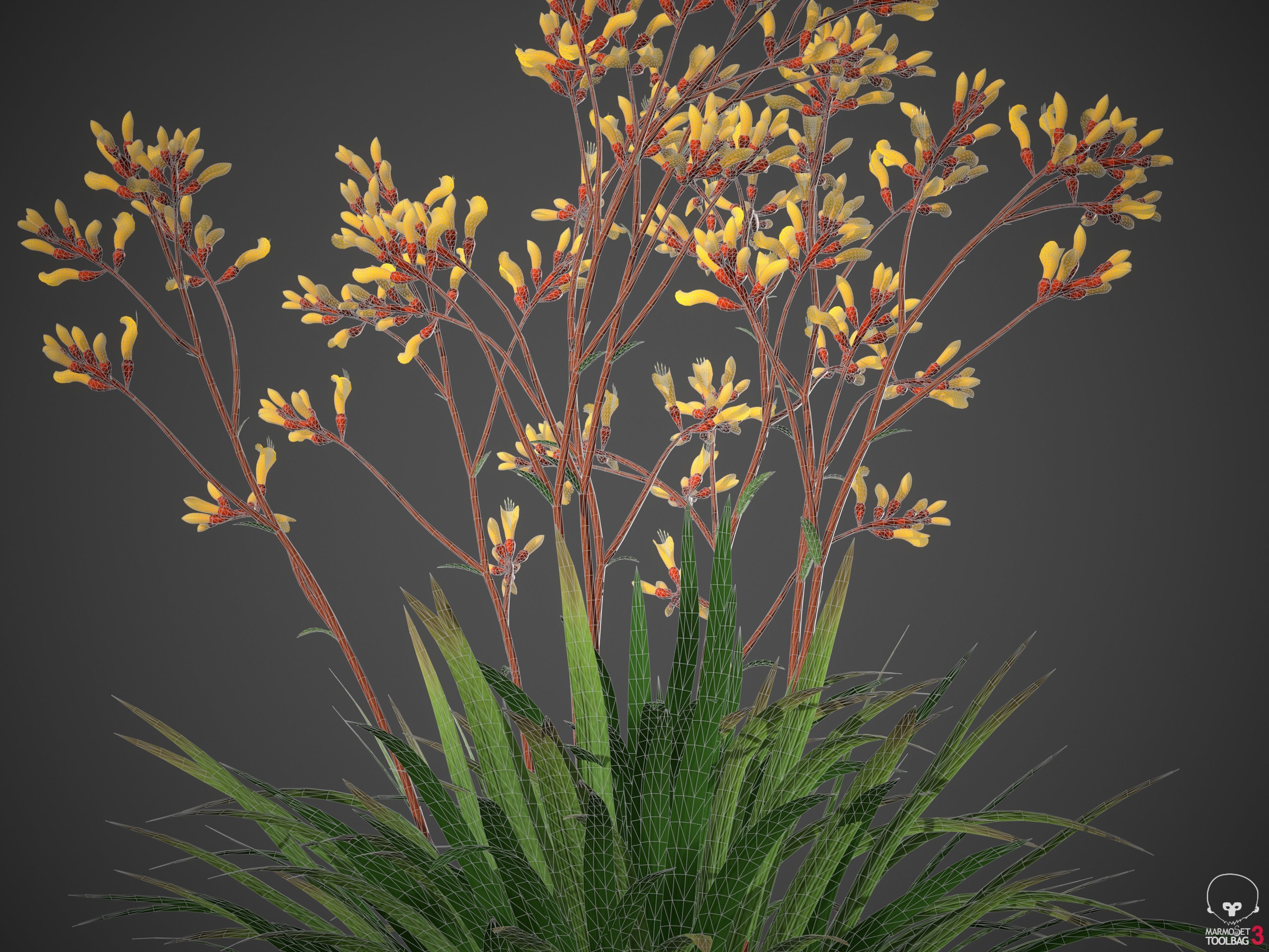 XfrogPlants Kangaroo Paw - Anigozanthos Flavidus  3D model_3