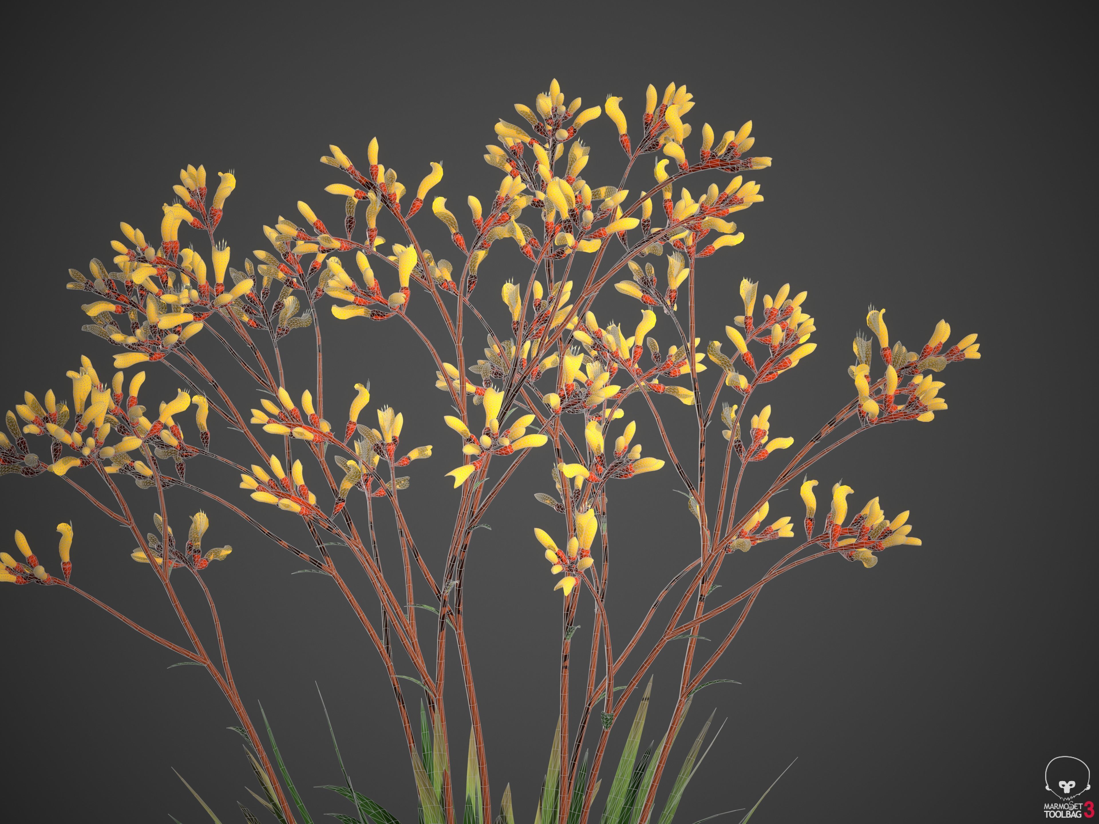XfrogPlants Kangaroo Paw - Anigozanthos Flavidus  3D model_5