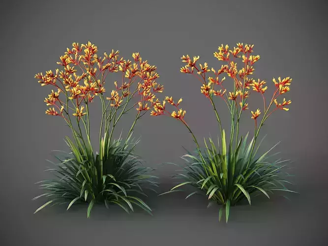 XfrogPlants Kangaroo Paw - Anigozanthos Flavidus  3D model