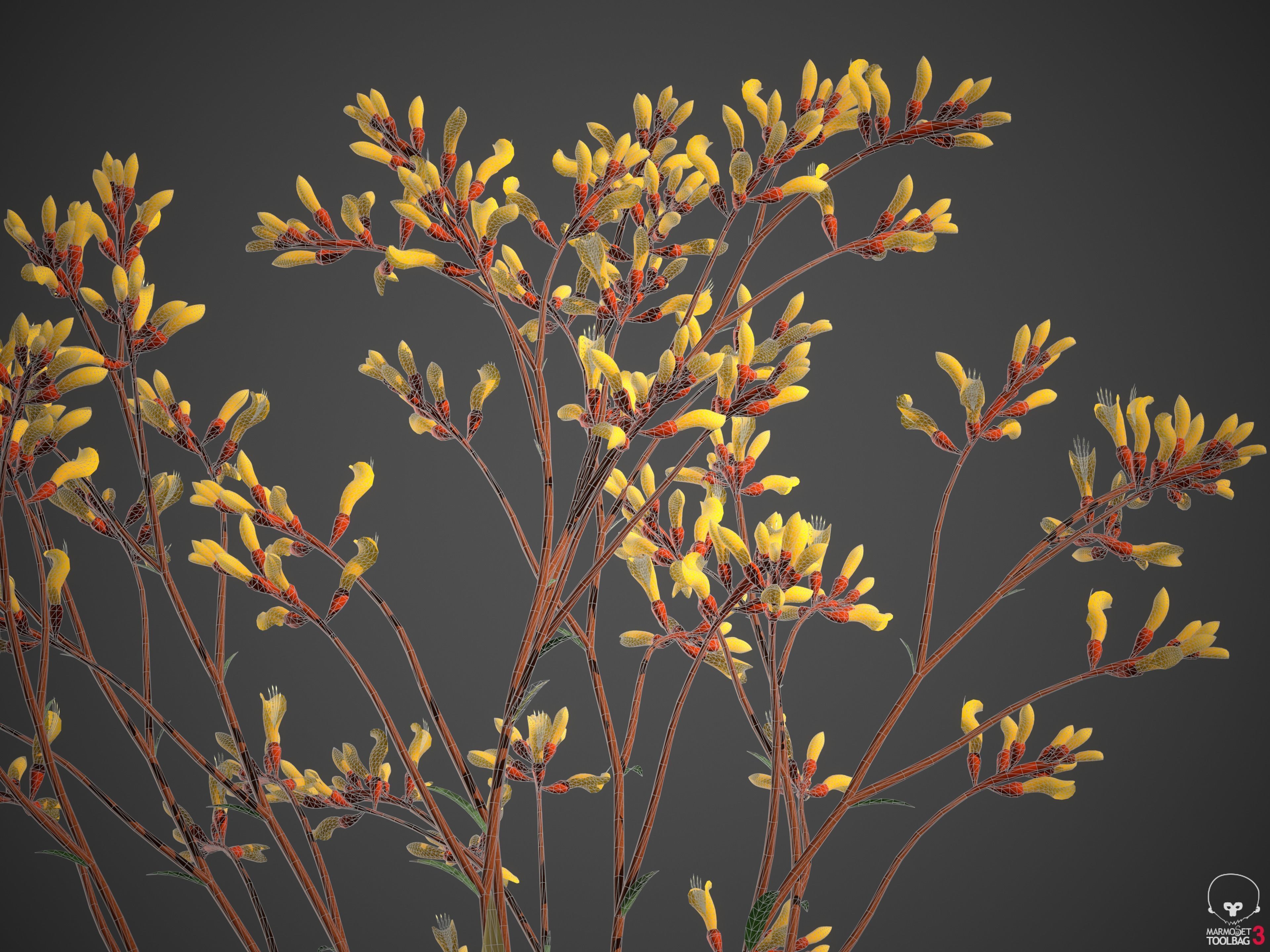 XfrogPlants Kangaroo Paw - Anigozanthos Flavidus  3D model_4