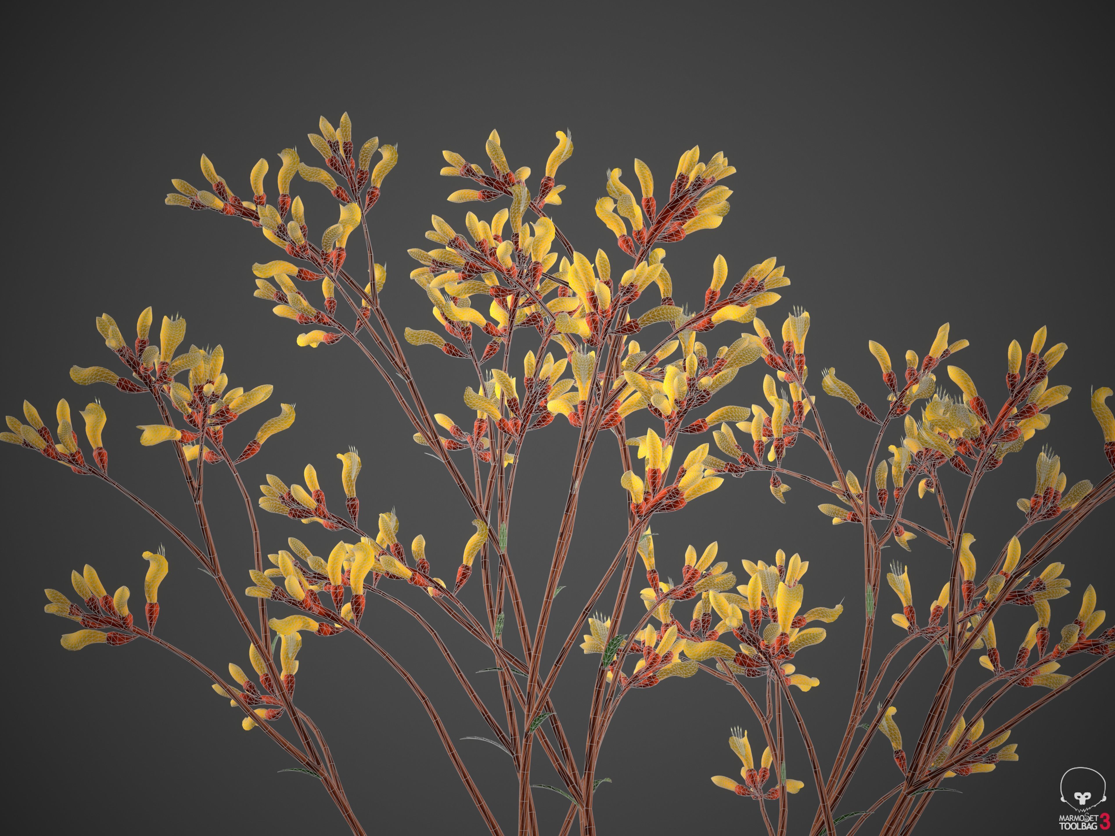 XfrogPlants Kangaroo Paw - Anigozanthos Flavidus  3D model_2