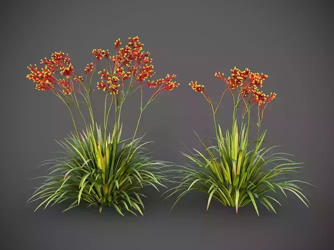 XfrogPlants Anigozanthos Hybrid  3D model