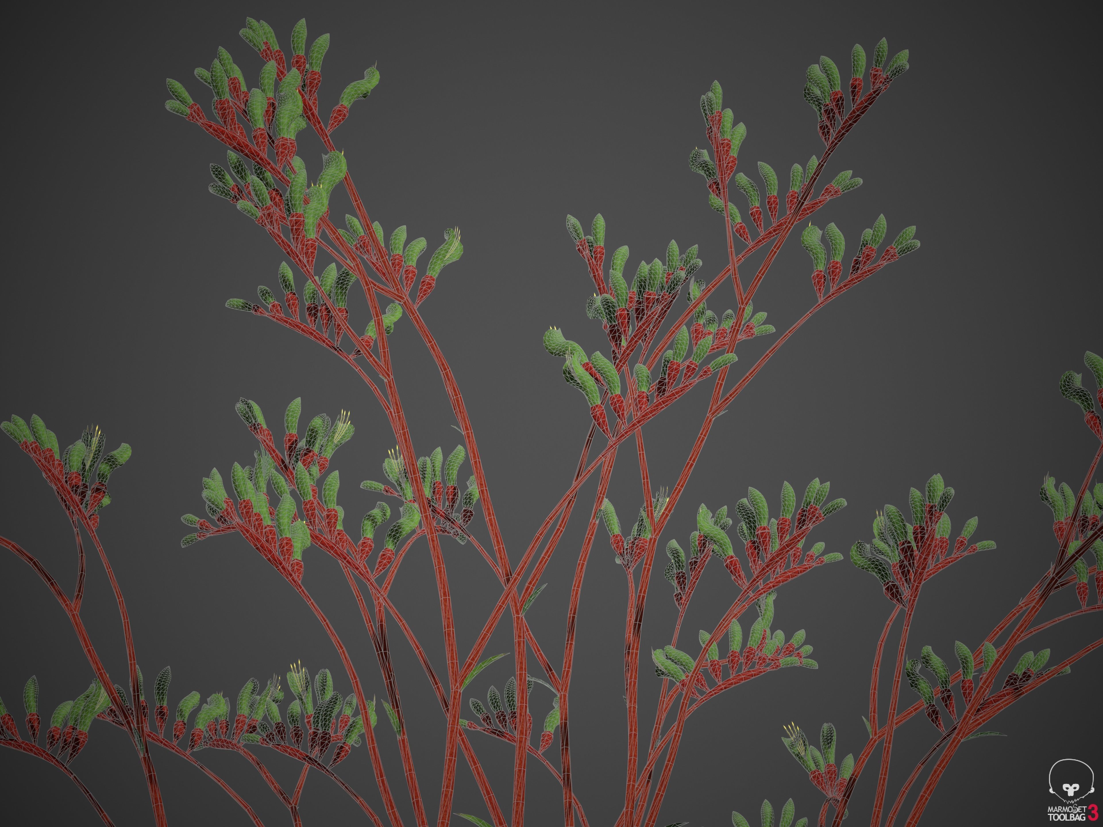 XfrogPlants Red and Green Kangaroo Paw - Anigozanthos Mangelsii  3D model_3