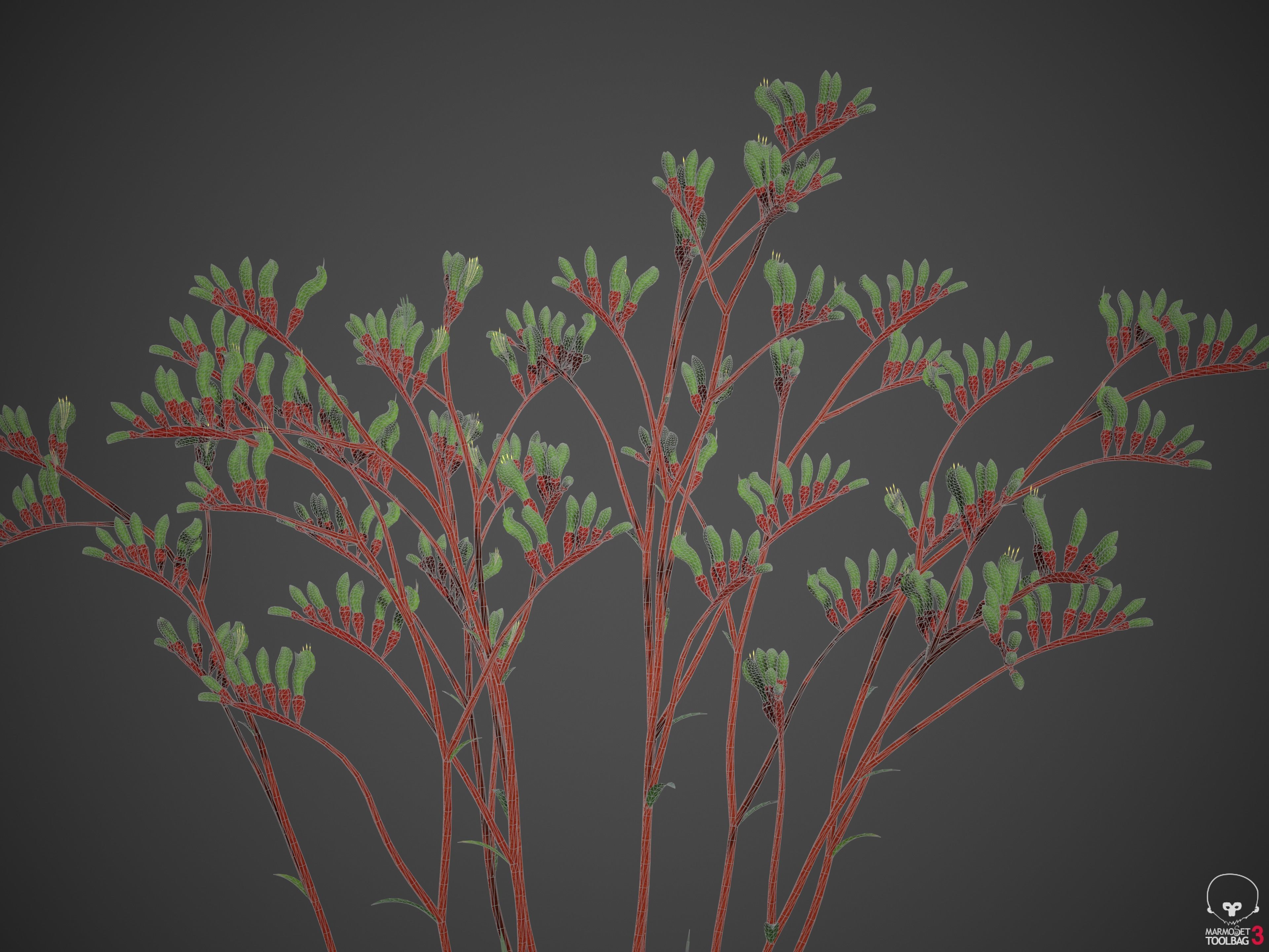 XfrogPlants Red and Green Kangaroo Paw - Anigozanthos Mangelsii  3D model_2