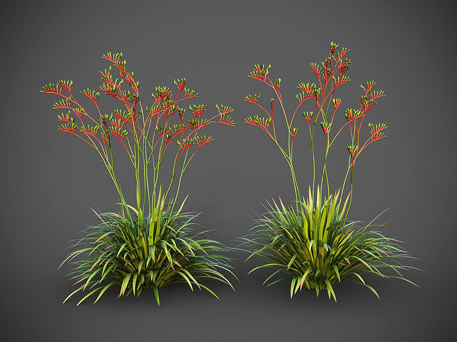 XfrogPlants Red and Green Kangaroo Paw - Anigozanthos Mangelsii  3D model