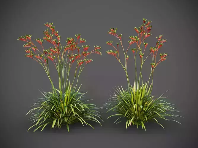 XfrogPlants Red and Green Kangaroo Paw - Anigozanthos Mangelsii 