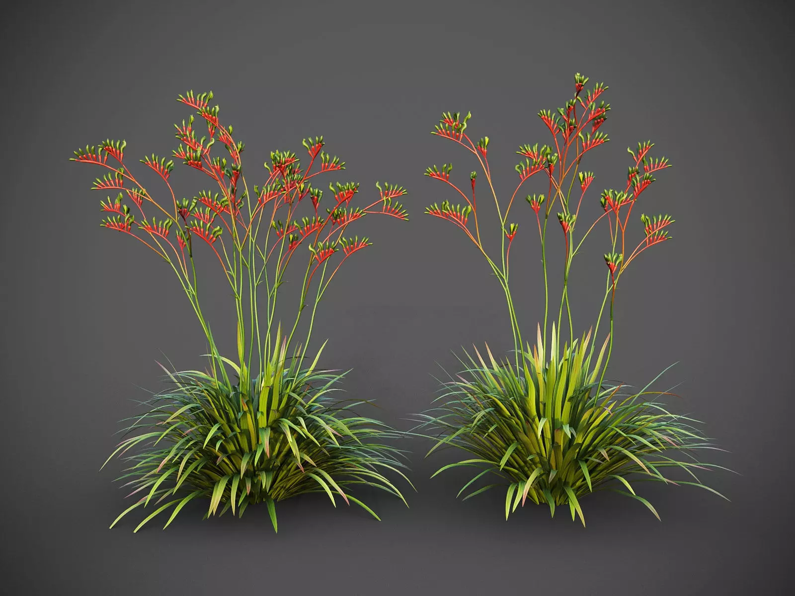 XfrogPlants Red and Green Kangaroo Paw - Anigozanthos Mangelsii  3D model_0