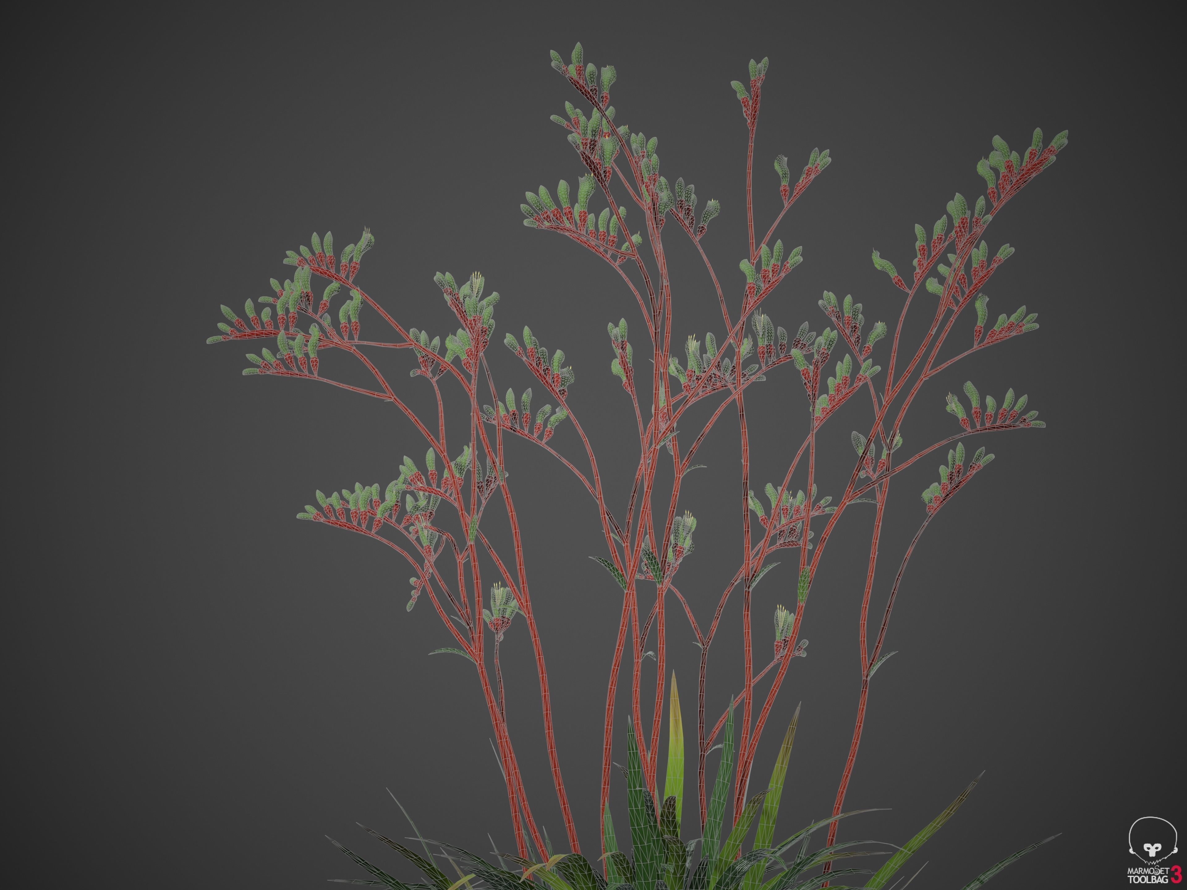 XfrogPlants Red and Green Kangaroo Paw - Anigozanthos Mangelsii  3D model_4
