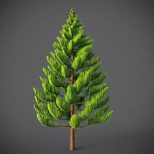 XfrogPlants Norfolk Island Pine - Araucaria Heterophylla  3D model