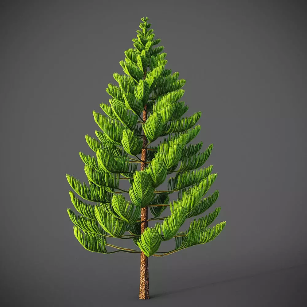 XfrogPlants Norfolk Island Pine - Araucaria Heterophylla  3D model_0
