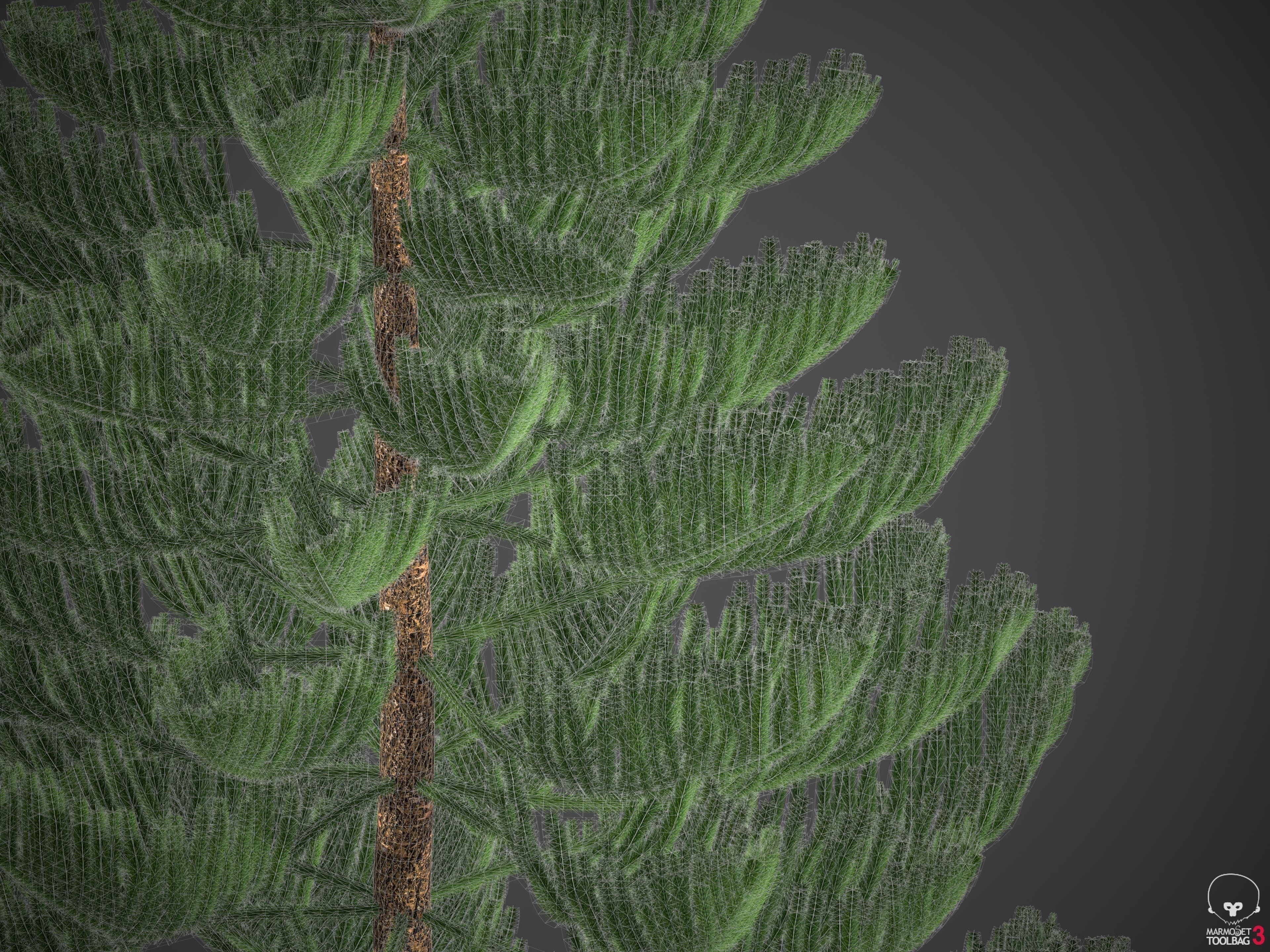 XfrogPlants Norfolk Island Pine - Araucaria Heterophylla  3D model_3