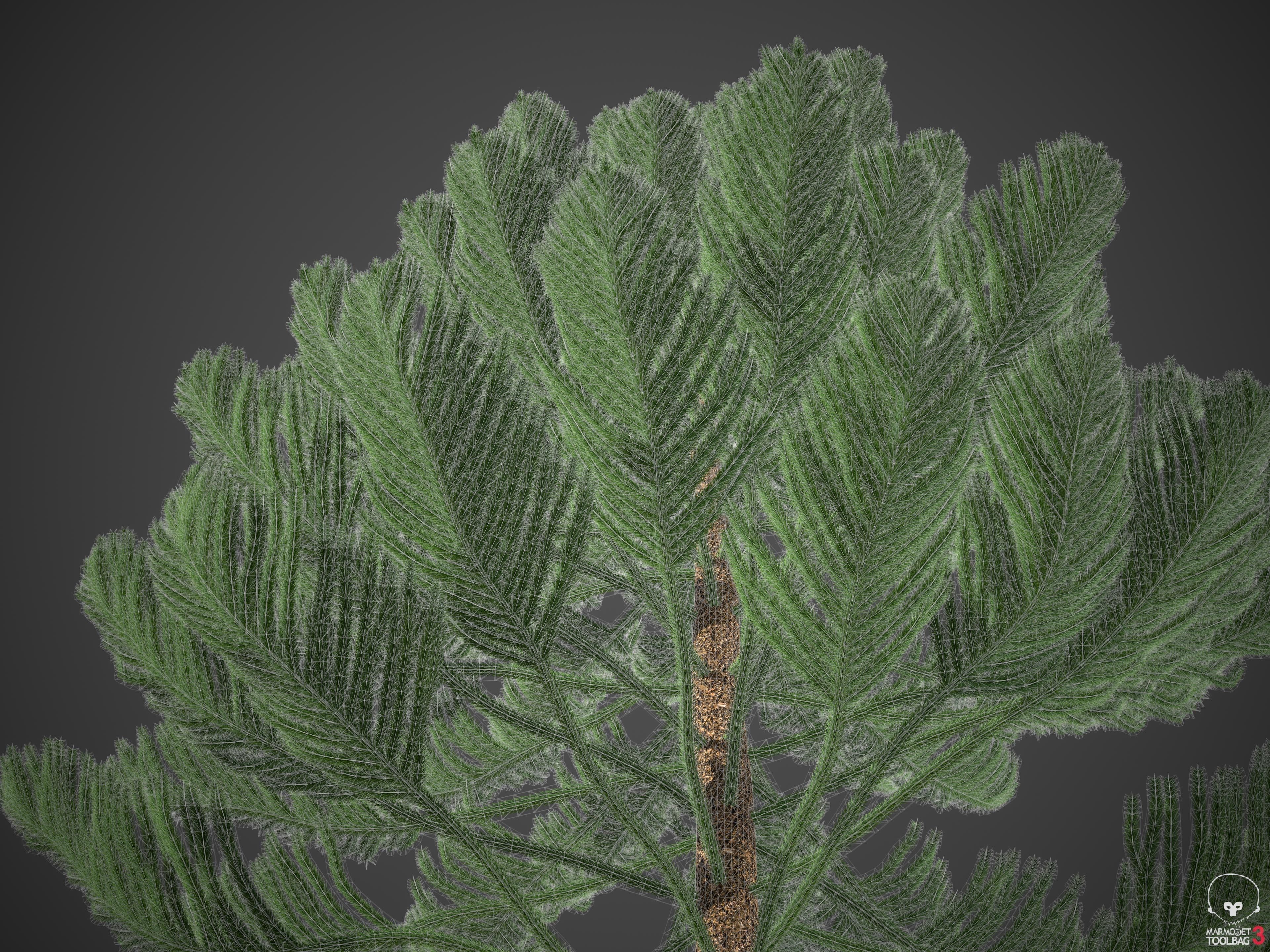 XfrogPlants Norfolk Island Pine - Araucaria Heterophylla  3D model_1